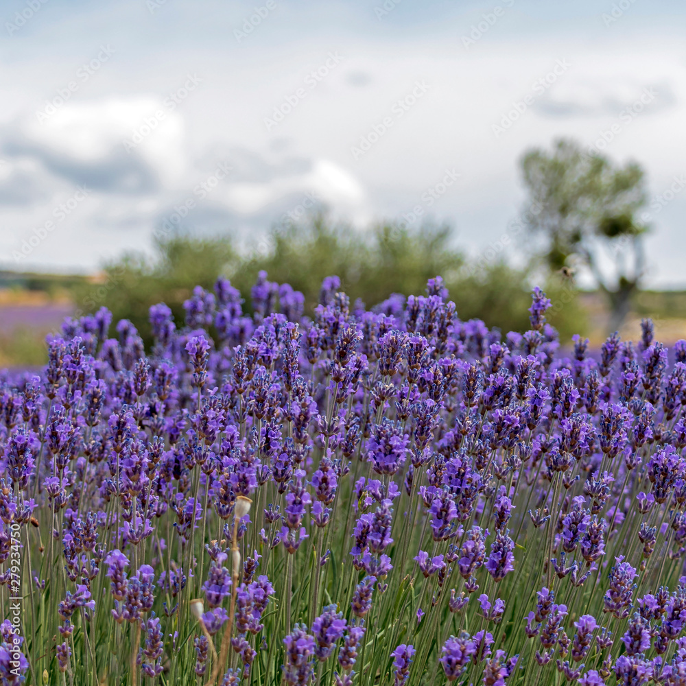 Naklejka premium Natural floral background with close-up of Lavender flower field, vivid purple aromatic wildflowers in nature