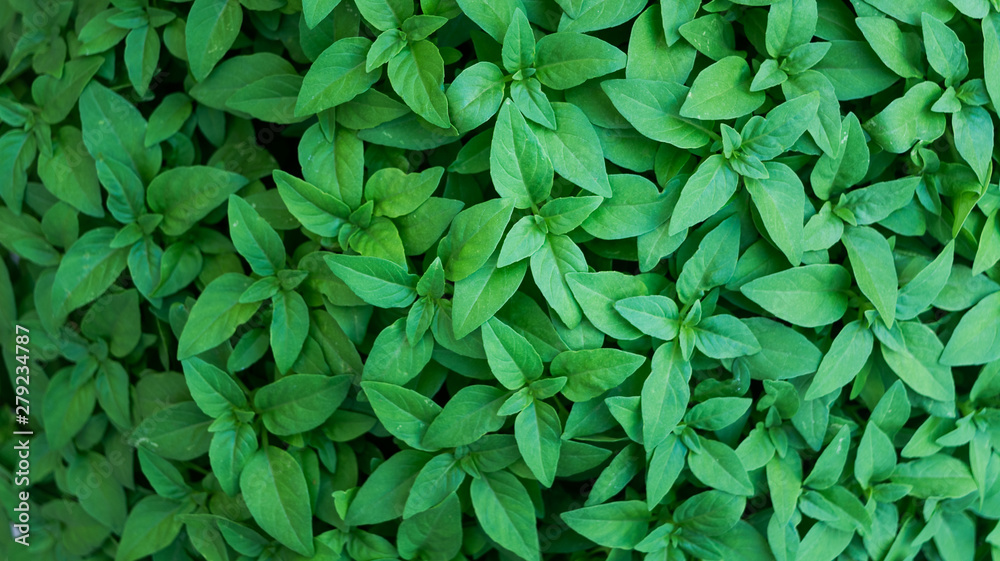 Bunch of green basil leaves everywhere Bunch of green basil leaves everywhere