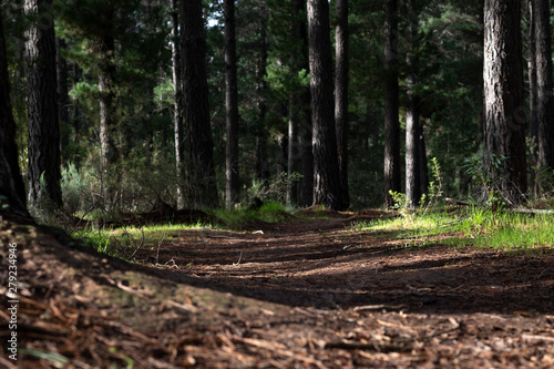 path in forest