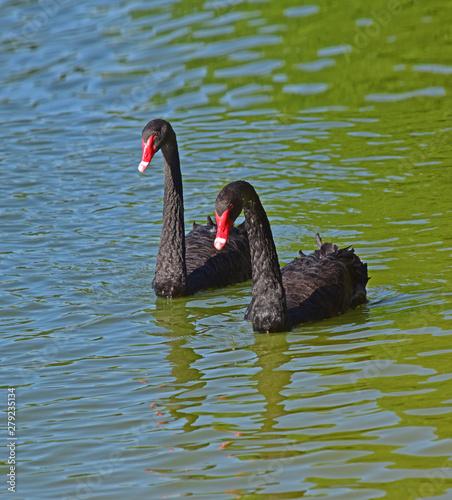 Fotografía A pair of black swans on the lake in Lakeland Florida.