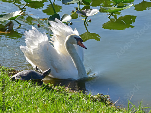 A swan seems startled at the presence of a turtle. Lake Morton in downtown Lakeland Florida is home to several species. photo