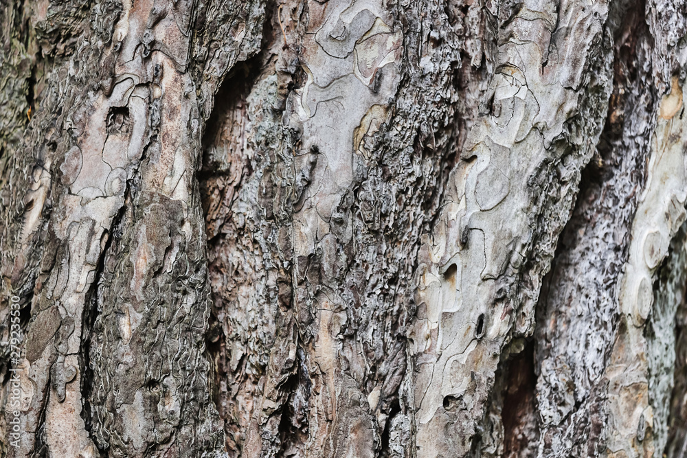 Fototapeta premium tree bark texture high quality background