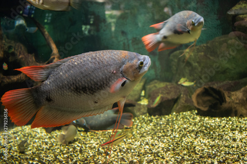 The Giant Red Tail Gourami fish