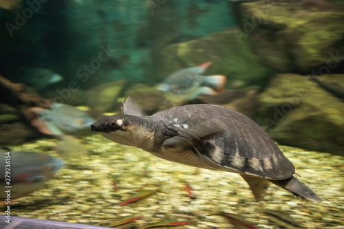 The Pig-nosed Turtle swimming photo