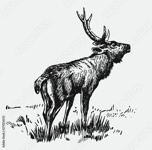 Sambar rusa unicolor stag standing in a landscape and roaring. Illustration after a historical engraving from the early 20th century