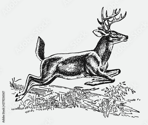 Fotografiet Male white-tailed Virginia deer odocoileus virginianus jumping over lying tree t