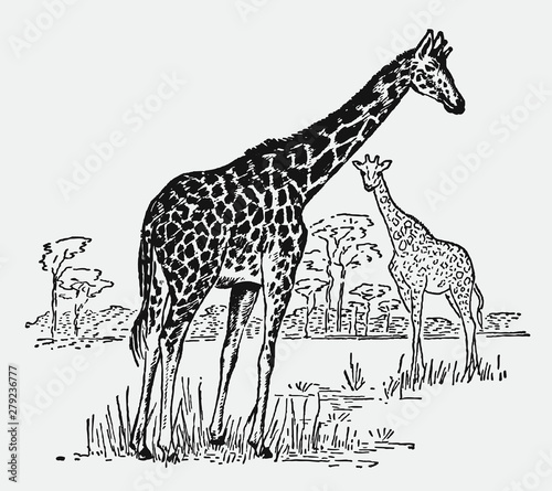 Canvas Print Two giraffes giraffa camelopardalis standing in an african savanna landscape with acacia trees