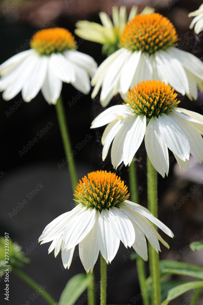Obraz premium Weißer Sonnenhut -Echinacea purpurea-