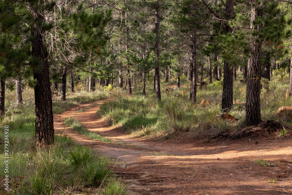 Fototapeta premium forest path