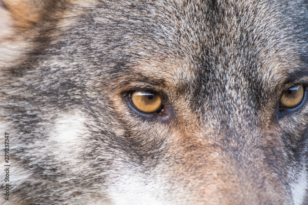 Close up portrait of a grey wolf