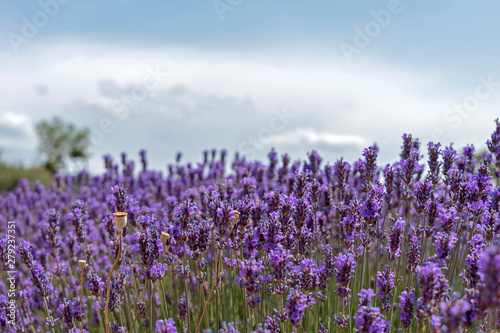 Natural floral background with close-up of Lavender flower field  vivid purple aromatic wildflowers in nature