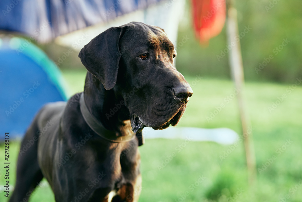 portrait of a dog