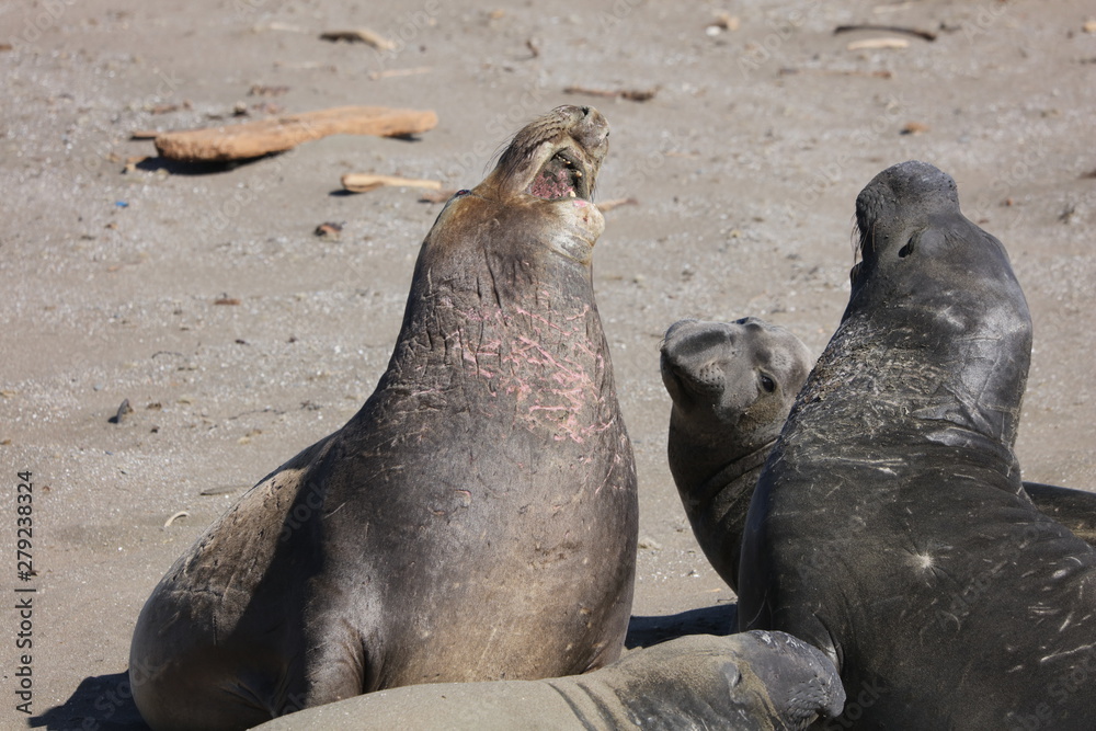 Fototapeta premium Elephant seal