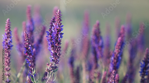 Lavender at sunset, field of purple flowers © Omega