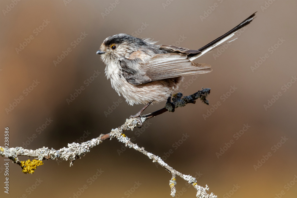 Naklejka premium Long-tailed Tit, (Aegithalos caudatus), single bird on branch on a blurred background