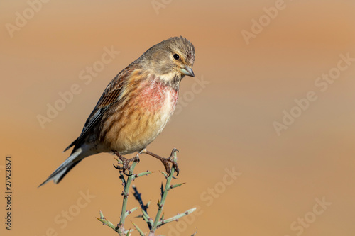 Photography Common linnet male (carduelis cannabina) perched on a twig against a blurred natural background