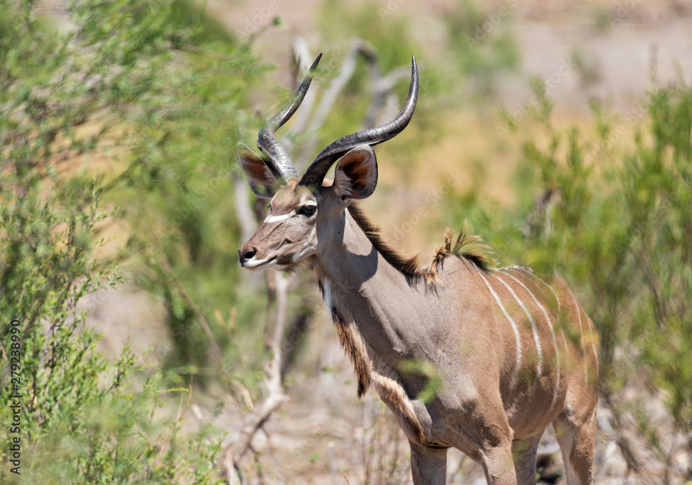 Greater Kudu in Khaudum National Park Namibia Greater Kudu in Khaudum National Park Namibia
