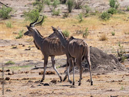 Greater Kudu in Khaudum National Park Namibia