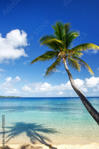 Sandy beach and leaning palm tree on Drawaqa Island  Yasawa Islands  Fiji