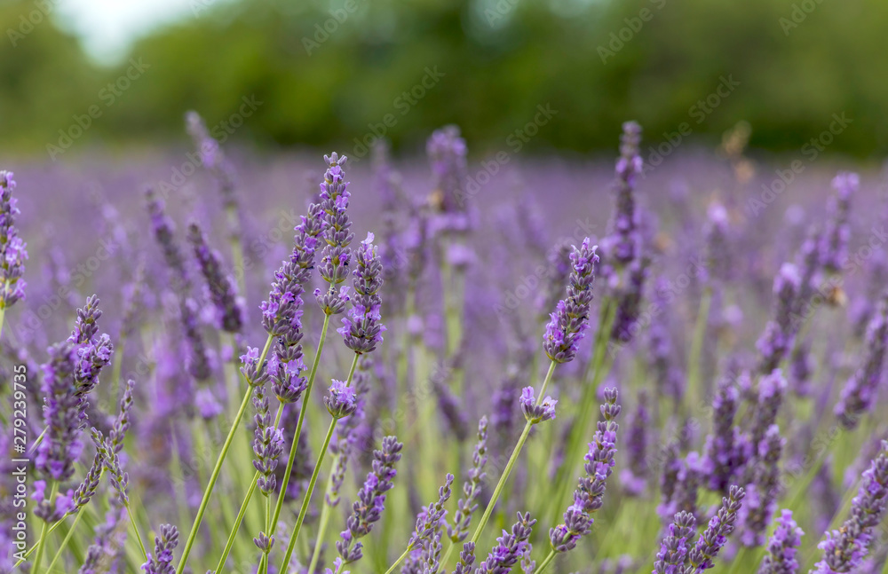 Obraz premium Natural floral background with close-up of Lavender flower field, vivid purple aromatic wildflowers in nature