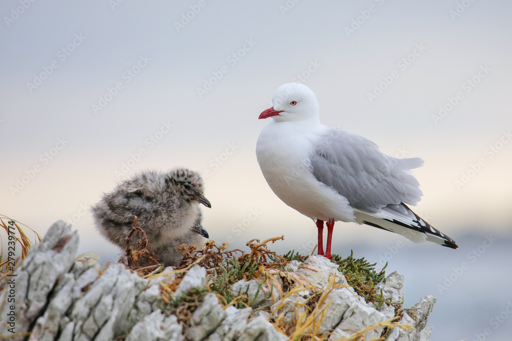 Obraz premium Red-billed gull with small chicks