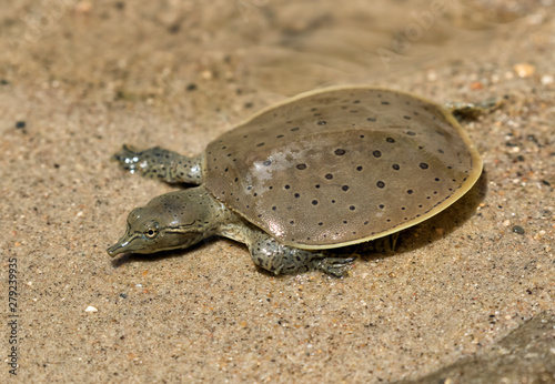 Hatchling Spiny softshell turtle (Apalone spinifera) floating above  sand creek bottom, Ledges State Park, Iowa... photo