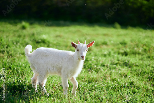 goat on a meadow