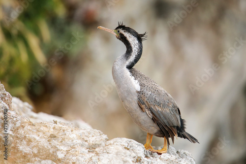 Spotted shag at Taiaroa Head, Otago Peninsula, New Zealand photo