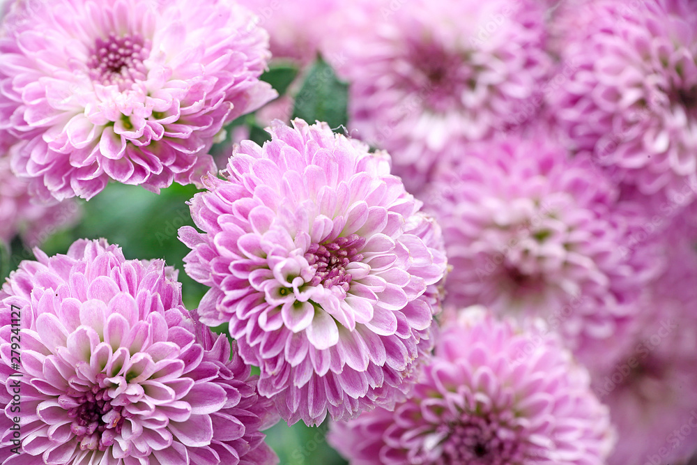 菊 菊
