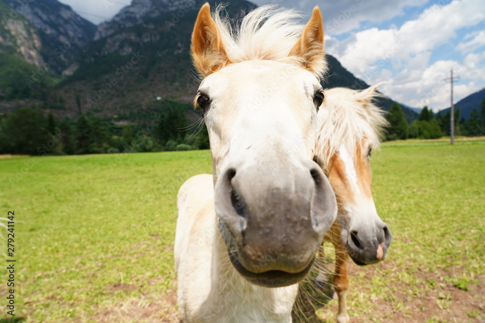 Fototapeta premium palomino horse. Avelignese. The Haflinger, a breed of horse developed in the South Tyrol region. portrait haflinger horse