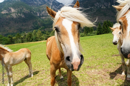 palomino horse. Avelignese. The Haflinger, a breed of horse developed in the South Tyrol region. portrait haflinger horse © Ihor
