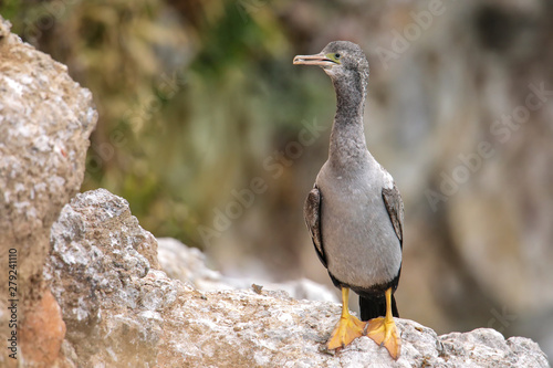 Spotted shag at Taiaroa Head, Otago Peninsula, New Zealand photo