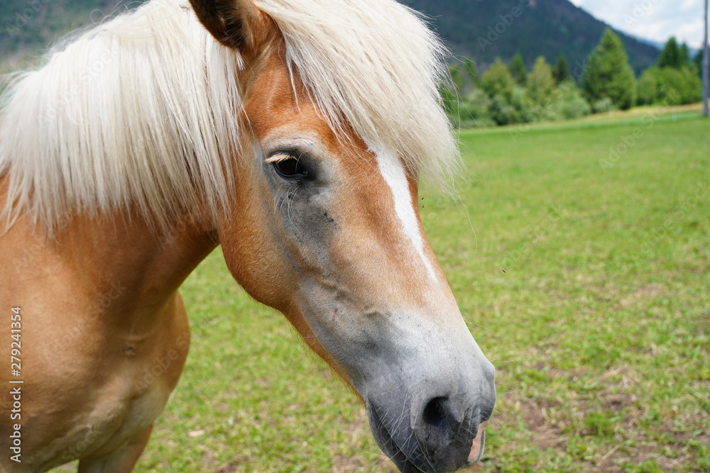 Fototapeta premium palomino horse. Avelignese. The Haflinger, a breed of horse developed in the South Tyrol region. portrait haflinger horse