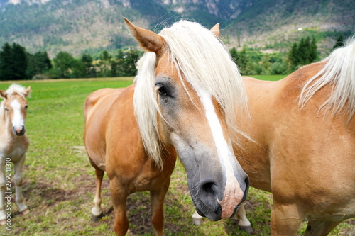 palomino horse. Avelignese. The Haflinger  a breed of horse deve