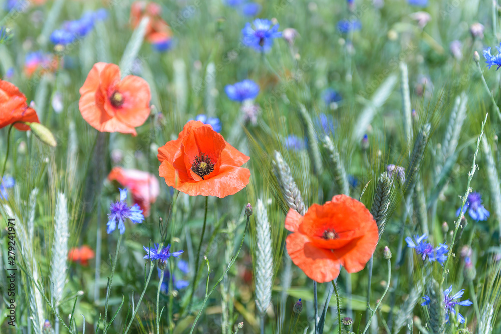 Obraz premium Flower poppy and corn flowers on a field.Flowering background . Nature.