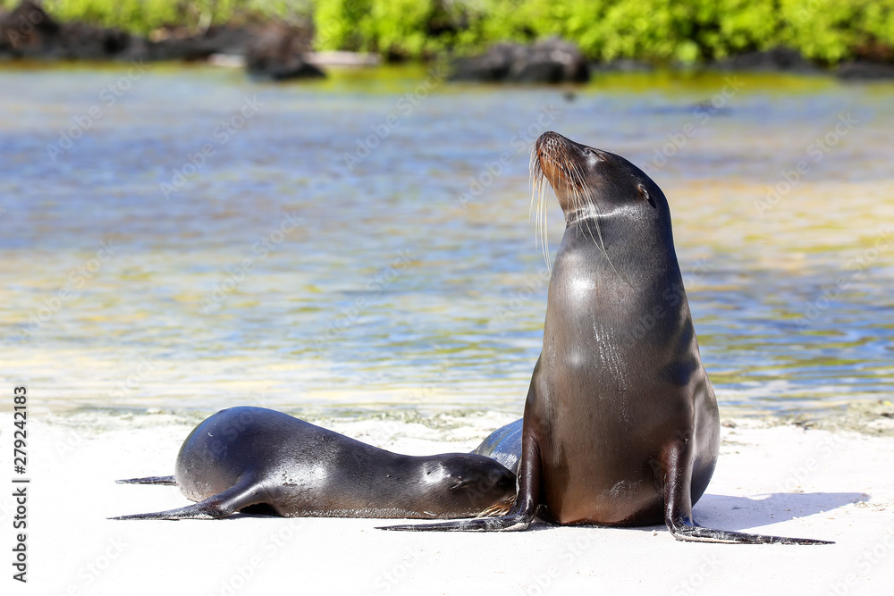 Obraz premium Galapagos sea lions on the beach at Gardner Bay, Espanola Island, Galapagos National park, Ecuador.