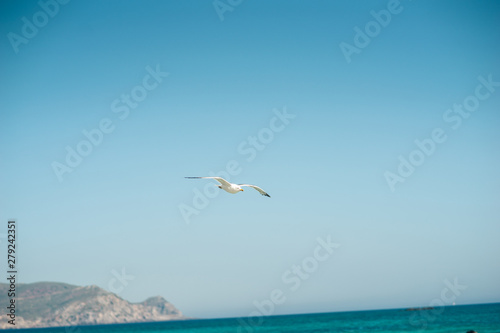 Single seagull flying, blue sky in background