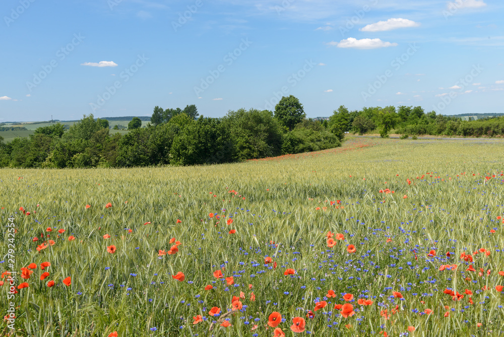 Flower poppy and corn flowers on a field.Flowering  background . Nature.