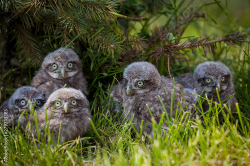 Little Owl Babies, 5 weeks old, on grass photo
