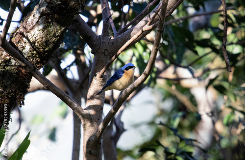 bird on a branch photo