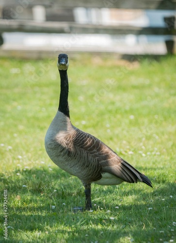 canada goose on green grass