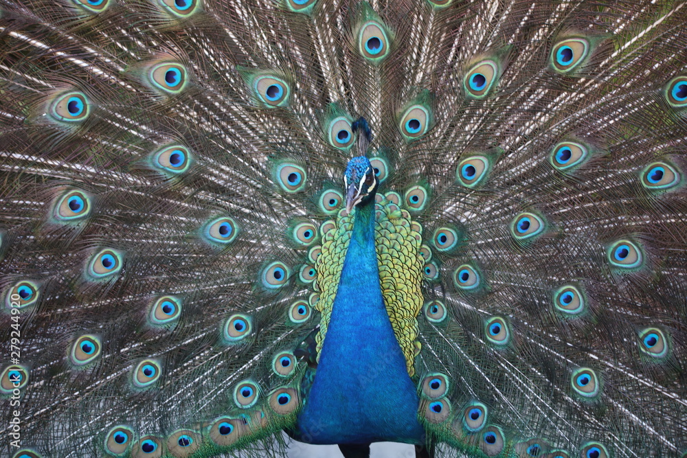 Obraz premium peacock with feathers out