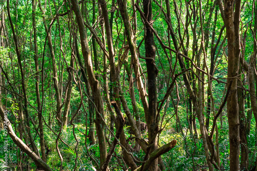 trees in the forest trees in the forest