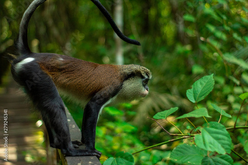 close up of a monkey on a walkway