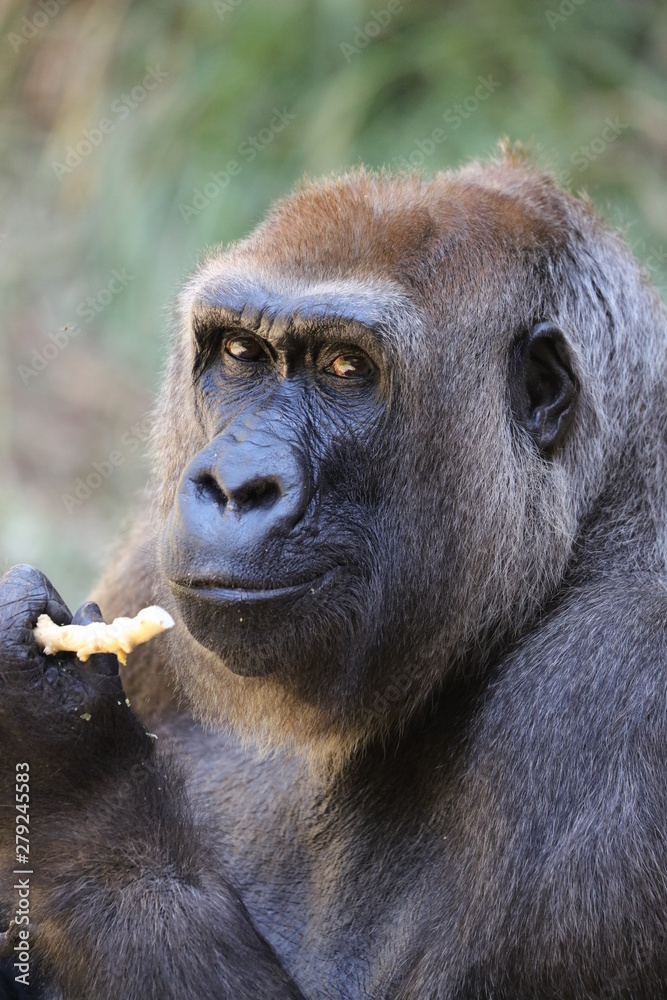 Obraz premium gorilla