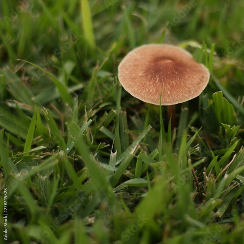 mushroom grass brown green wet floor 