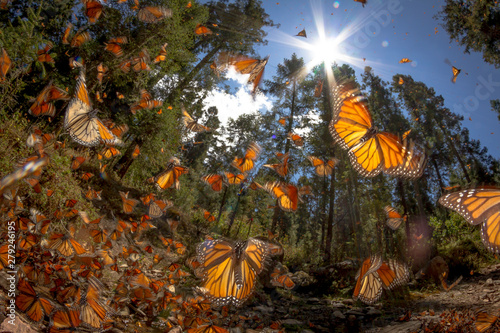 Monarch butterfly