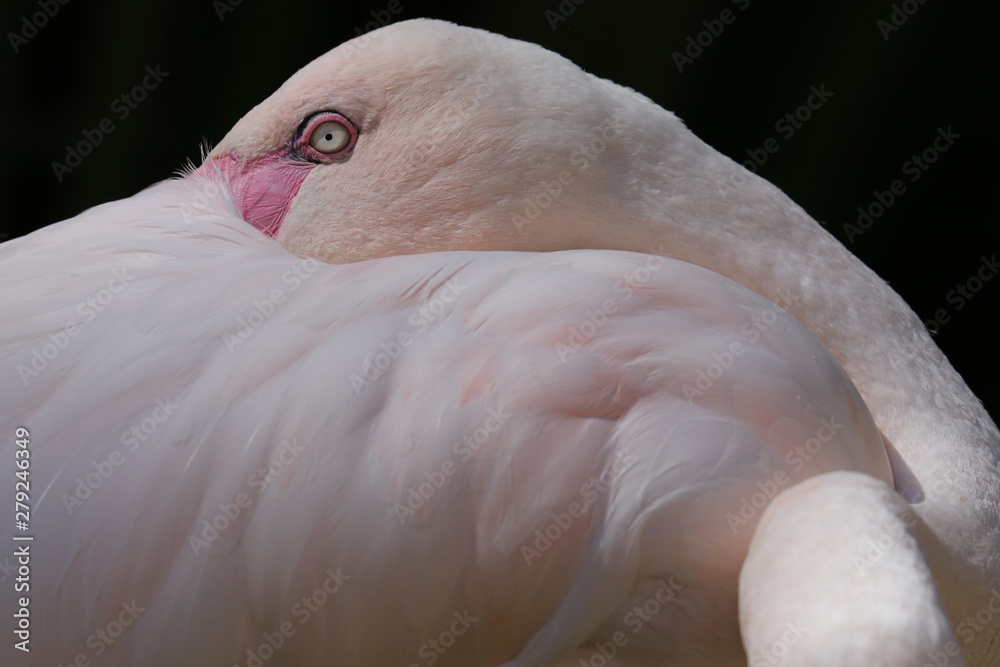 Fototapeta premium closeup of pink flamingo