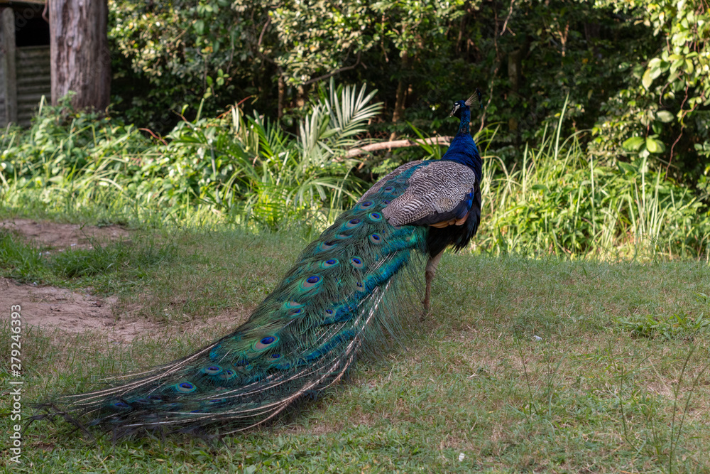 Obraz premium peacock in the park