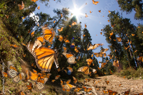 Monarch butterfly